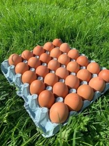 Old Dairy - Medium Eggs Full Catering Case (360 eggs/case)